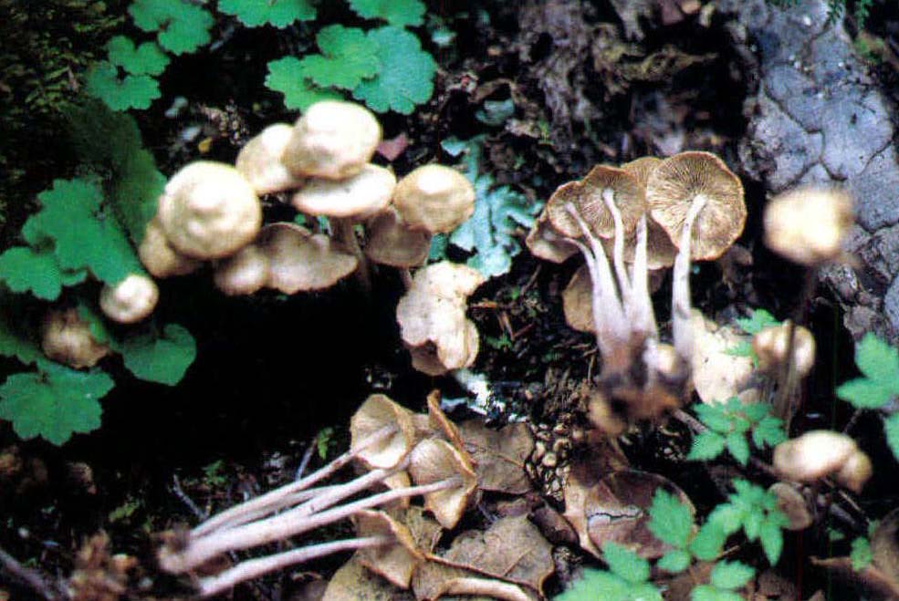 Marasmius undatus (Berk.) Quèl.